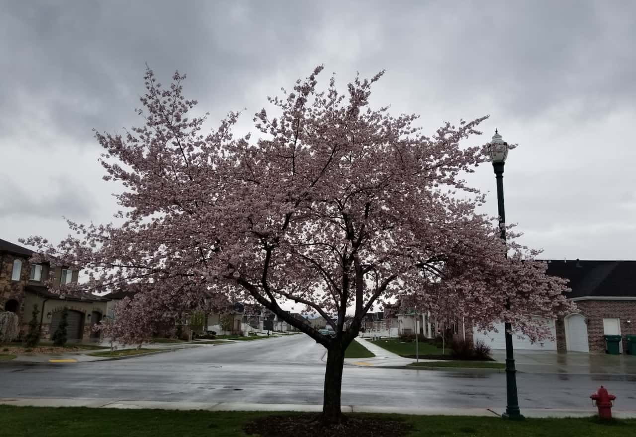 Picture of Community of Windsor North by Cowboys Landscaping