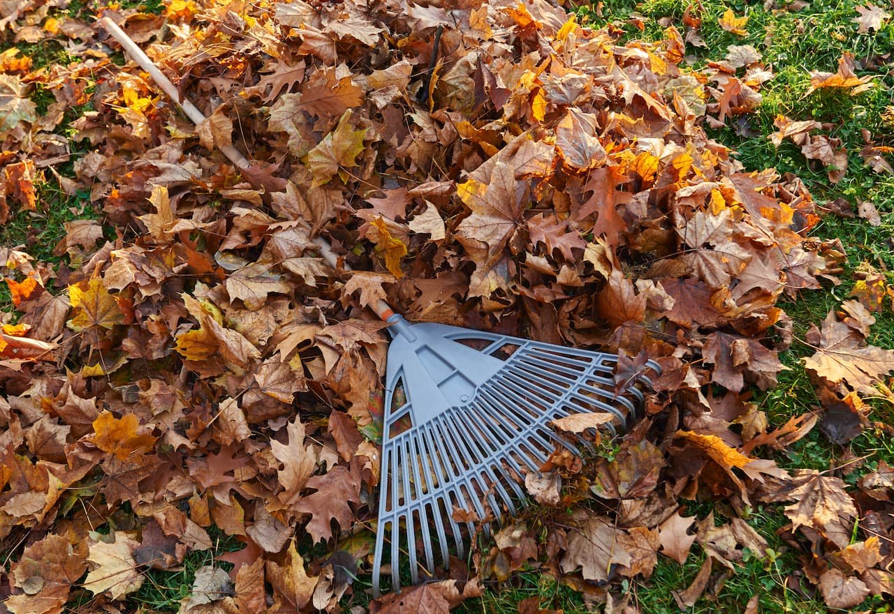 Thumbnail-For-Seasonal Landscaping Tips How to Care for Your Lawn Year-Round-By-Cowboys Landscaping